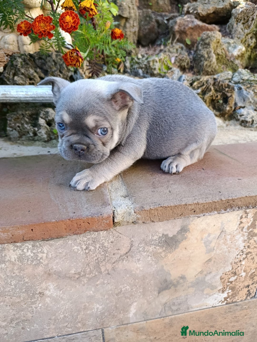 Bulldog Francés perros en venta: Bulldog Frances - Anuncio 2