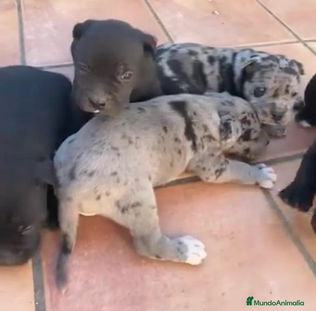 American Staffordshire-Terrier perros en venta: Preciosos American stanford  - Anuncio 2