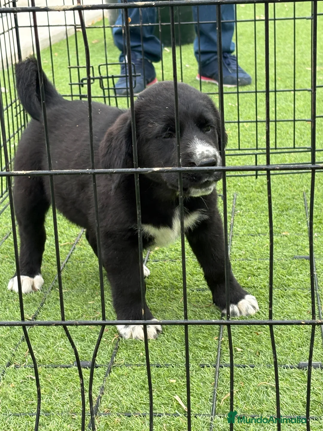 Pastor de Asia Central perros en venta: Cachorra Alabai padres importados - Anuncio 2