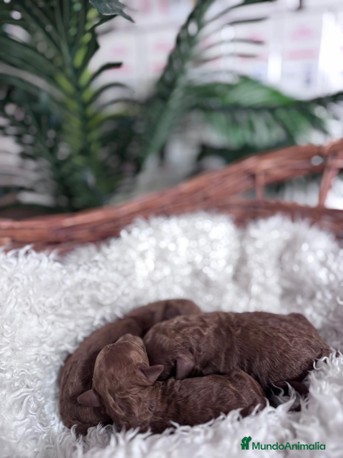 Caniche Toy perros CANICHE TOY  - Anuncio 2