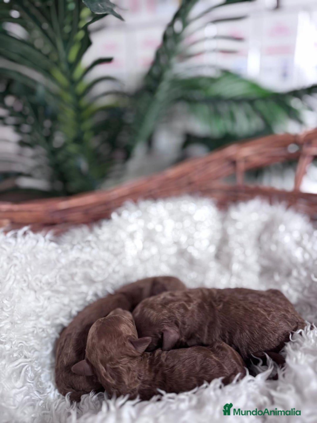 Caniche Toy perros en venta: CANICHE TOY  - Anuncio 2