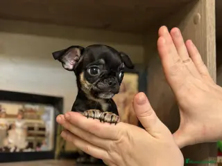 Pomerania perros Chihuhua macho - Anuncio 2