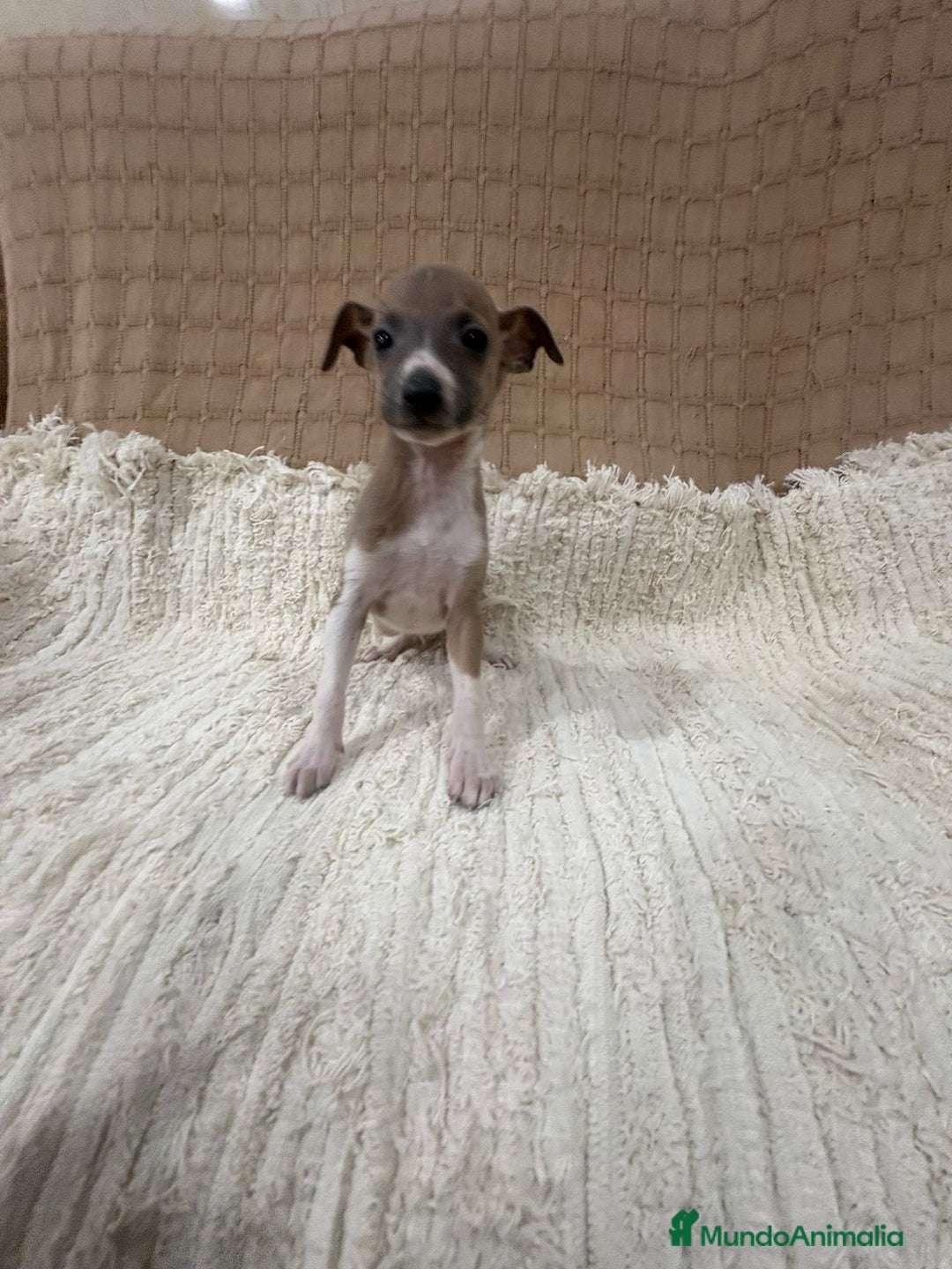 Whippet perros en venta: Whippet blue verdino - Anuncio 9