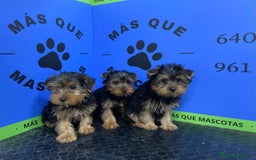 Yorkshire Terrier perros en venta: Cachorros Yorkshire 650€ ¡PRECIO REAL! - Imagen 2