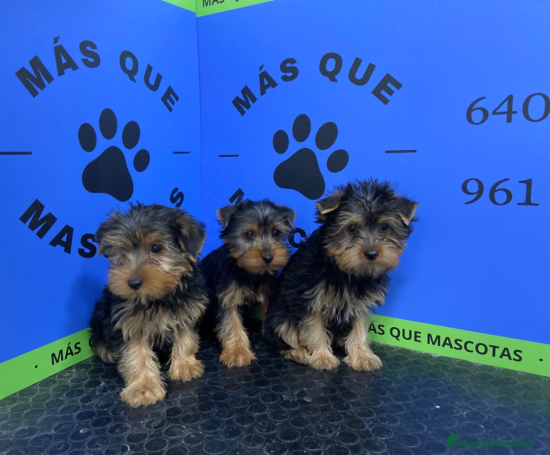 Yorkshire Terrier perros en venta: Cachorros Yorkshire 650€ ¡PRECIO REAL! - Imagen 2