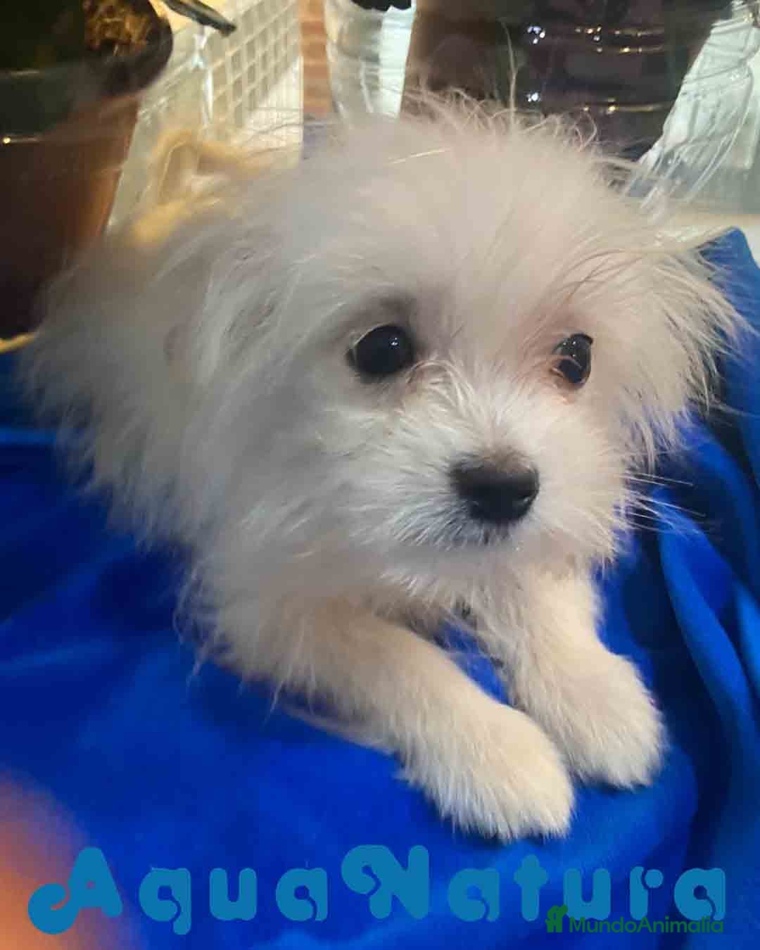 Raza Mixta perros en venta: Havapom Macho de Kyi Junior 4562 AQUANATURA - Anuncio 5