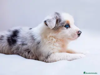 Pastor Australiano perros en venta: Cachorros e Pastor Australiano - Anuncio 1