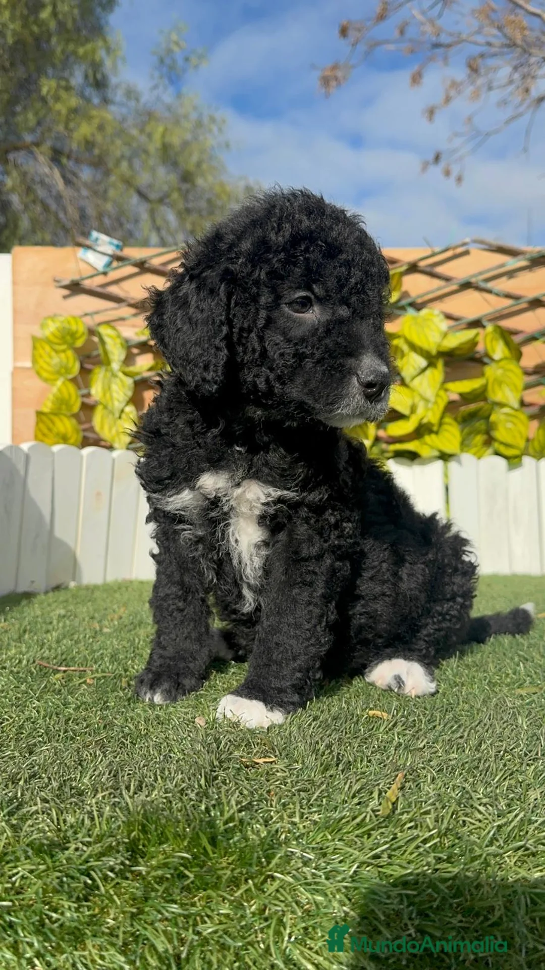 Perro de Agua Español perros en venta: PERRO DE AGUA ESPAÑOL-LISTO PARA ENTREGAR - Anuncio 18