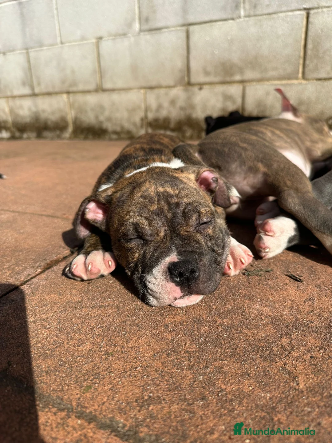 American Bully perros en venta: Cachorros American Bully - Anuncio 10