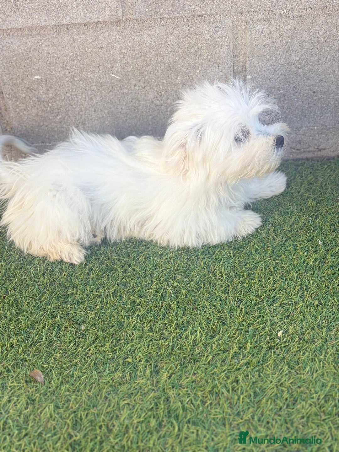 Bichón Maltés perros en venta: Bichon maltes - Imagen 13