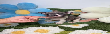 Bulldog Francés Cachorro 1