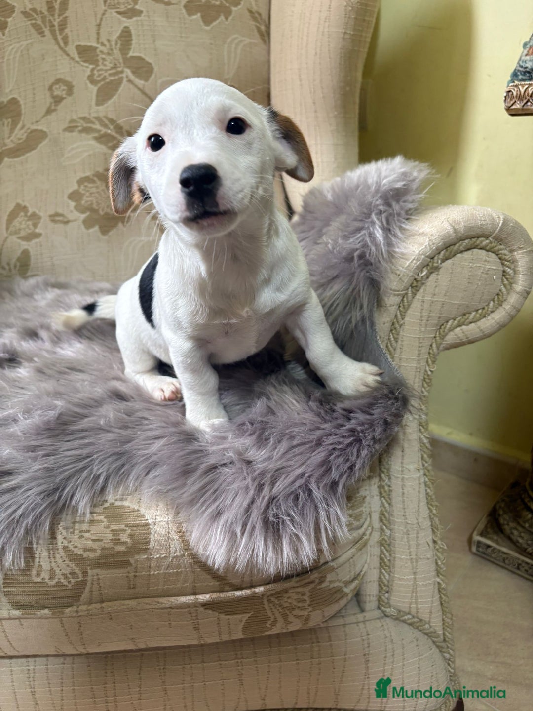 Jack Russell Terrier perros en venta: Cachorros de Jack Russell  - Imagen 10