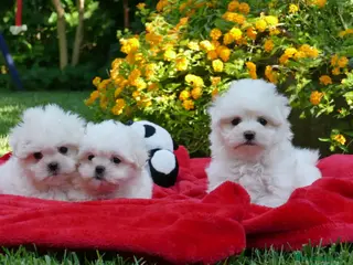 Bichón Maltés perros bichon maltes - Anuncio 16