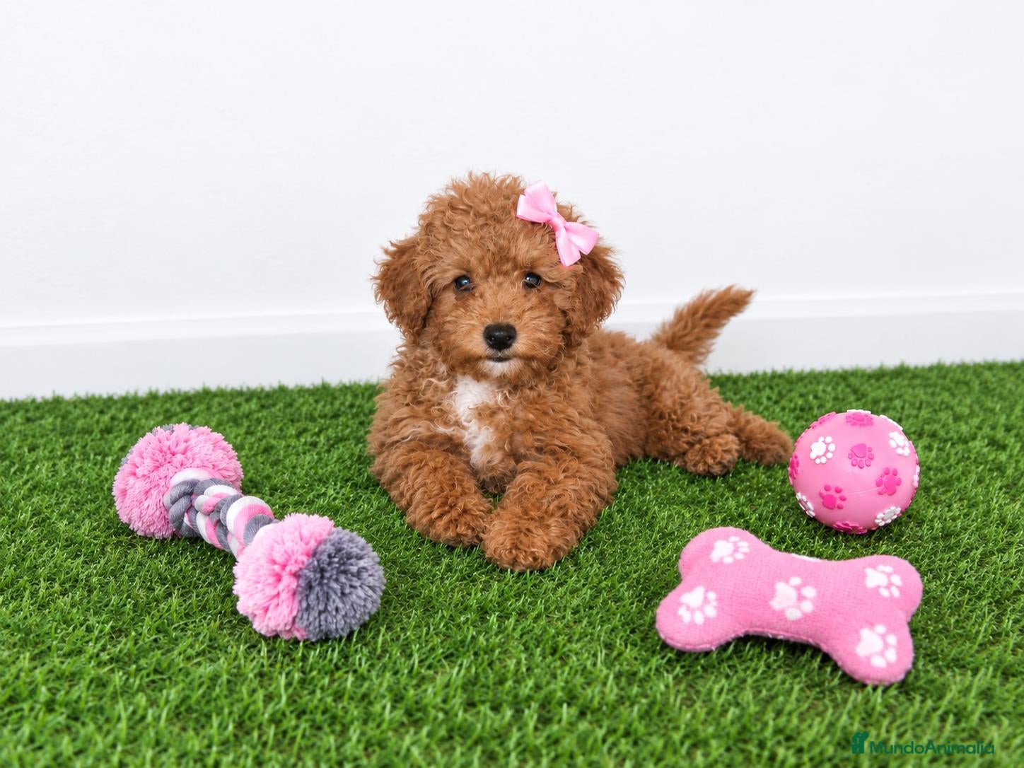 Caniche Toy perros Impresionante hembra de caniche toy - Anuncio 1
