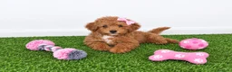 Caniche Toy perros en venta: Impresionante hembra de caniche toy - Anuncio 1