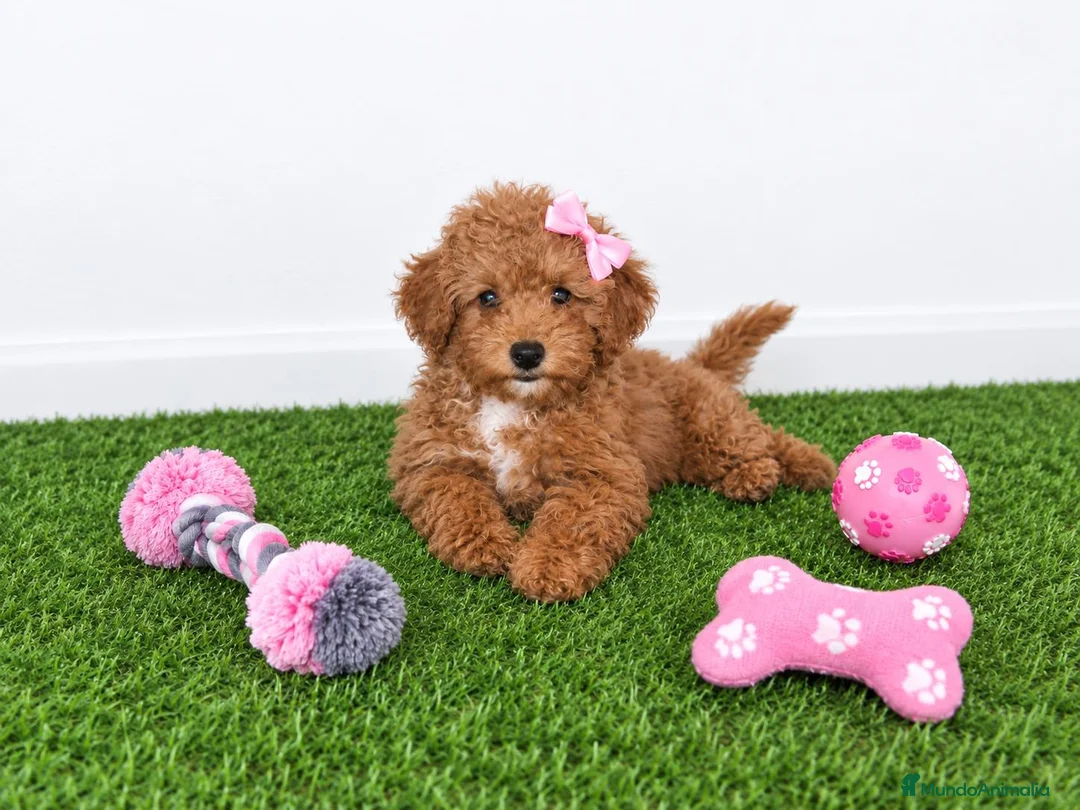 Caniche Toy perros en venta: Impresionante hembra de caniche toy - Anuncio 1