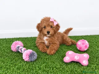 Caniche Toy perros Impresionante hembra de caniche toy - Anuncio 1