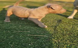 American Bully perros en venta: American bully pocket  - Imagen 1