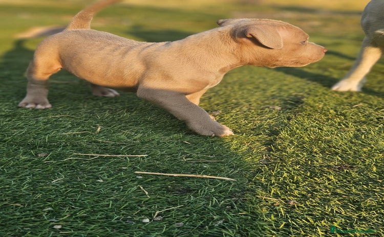 American Bully perros - Anuncio 5