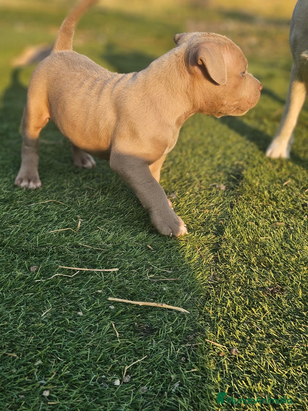 American Bully perros en venta: American bully pocket  - Imagen 1