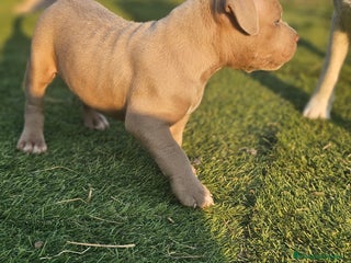 American Bully perros - Anuncio 7
