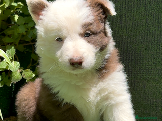 Border Collie perros en Torremolinos - Anuncio 30