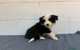 Border Collie perros en venta: Border Collie tranquilos y hermosos - Imagen 7
