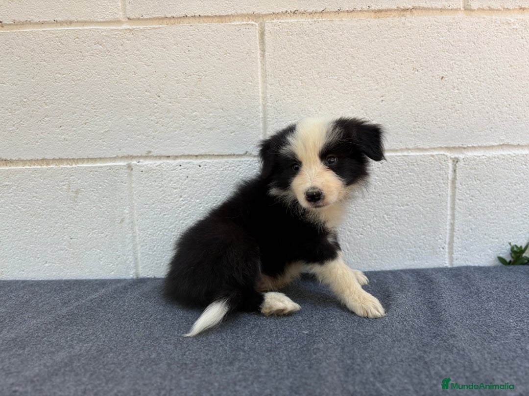 Border Collie perros en venta: Border Collie tranquilos y hermosos - Imagen 7