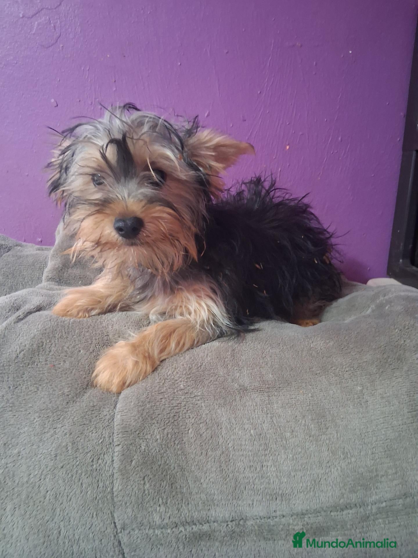 Yorkshire Terrier perros Yorkshire  - Anuncio 1