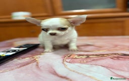 Chihuahua perros en venta: Chihuahua toy ruso macho - Imagen 7