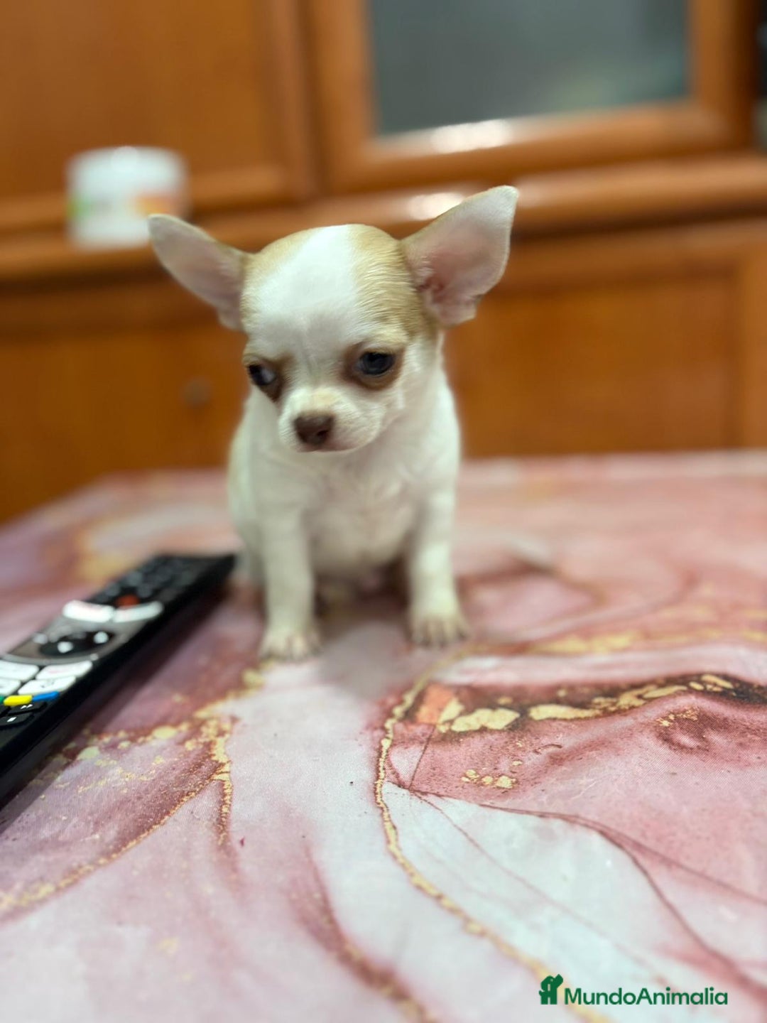 Chihuahua perros en venta: Chihuahua toy ruso macho - Imagen 7