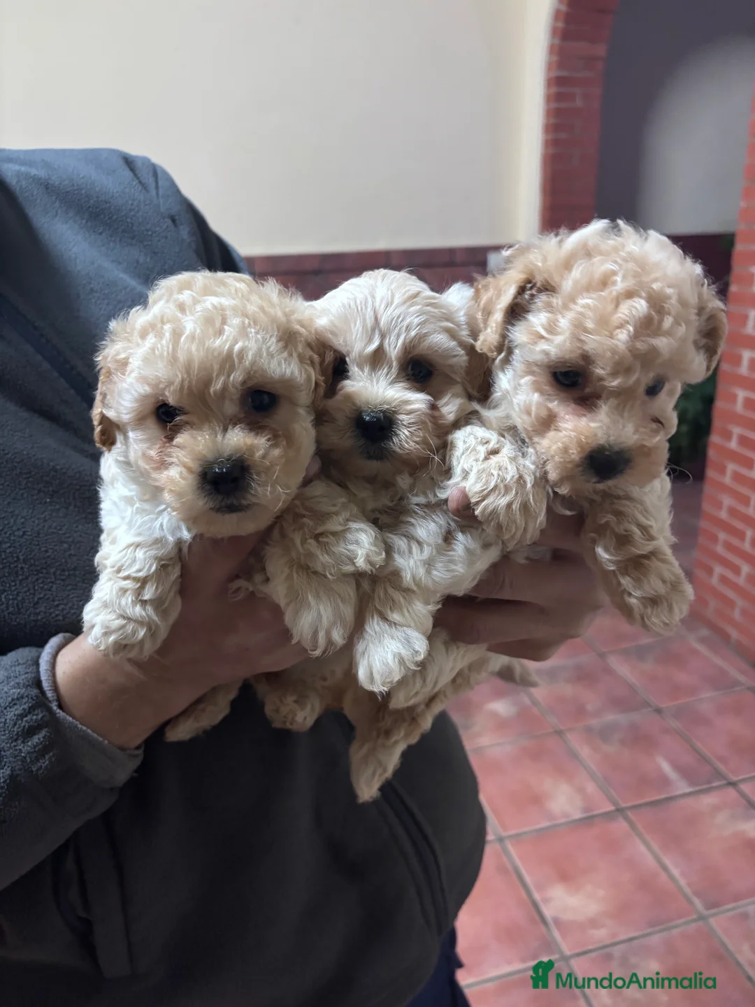 Caniche Toy perros en venta: Excelente camada de caniche toy color champang - Anuncio 2