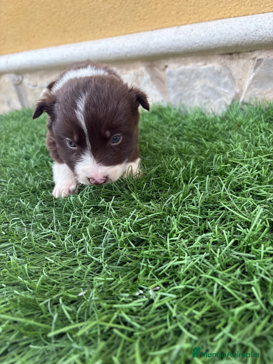 Border Collie perros en venta: Hembra chocolate de Border Collie  - Anuncio 7