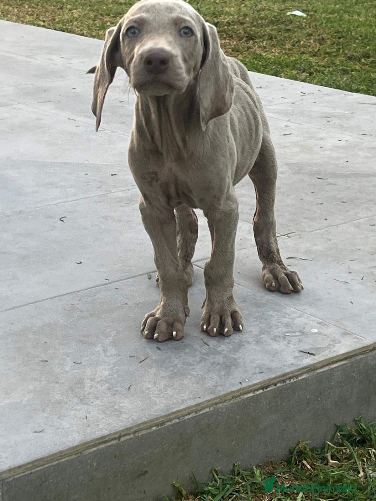 Weimaraner perros en venta: Braco de weimar  - Anuncio 5