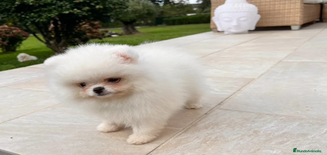 Imagen de galería {{count}}