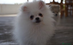 Pomerania perros en venta: 🐾 Strike y Froxty – Pomerania únicos 🐾 - Imagen 5