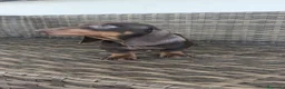Teckel Miniatura perros en venta: Teckel Mini - Anuncio 9