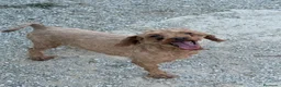 Caniche Enano perros en venta: Macho adulto caniche enano rojo - Anuncio 2