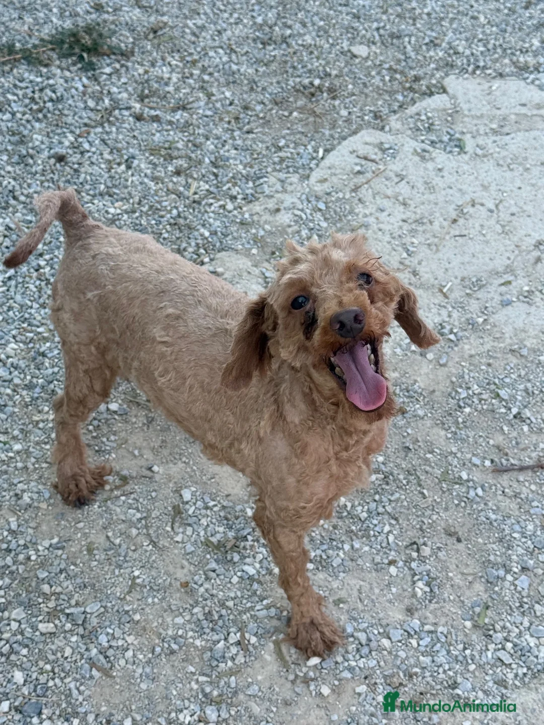 Caniche Enano perros en venta: Macho adulto caniche enano rojo - Anuncio 2