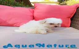 Bichón Maltés perros en venta: Bichon Maltes Macho de Malita AQUANATURA - Imagen 4
