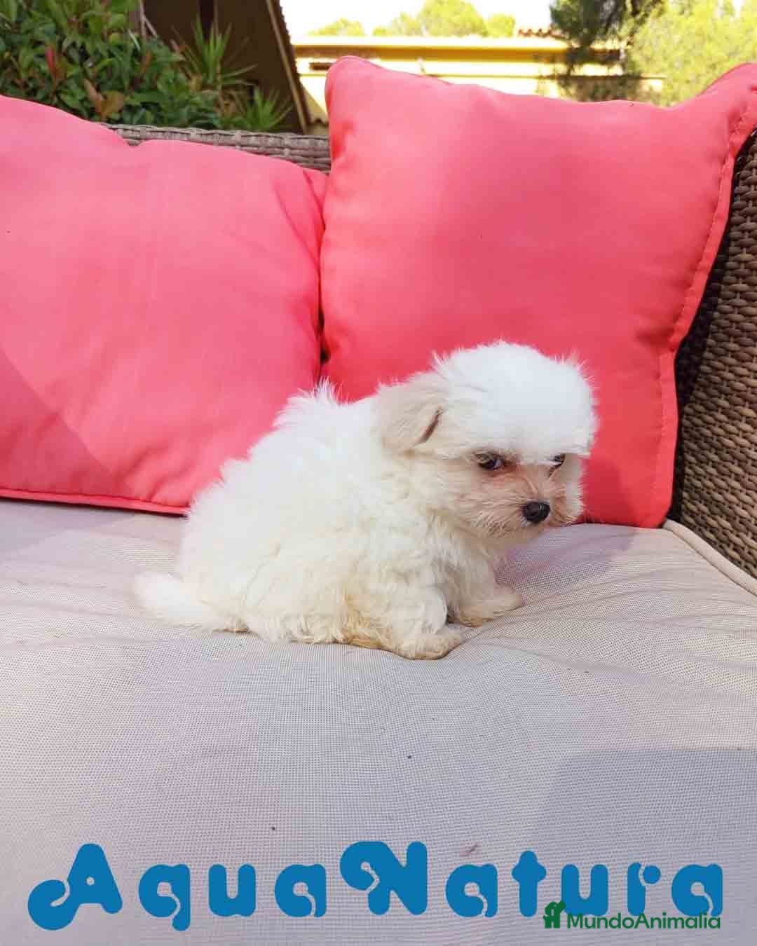 Bichón Maltés perros en venta: Bichon Maltes Macho de Malita AQUANATURA - Imagen 4