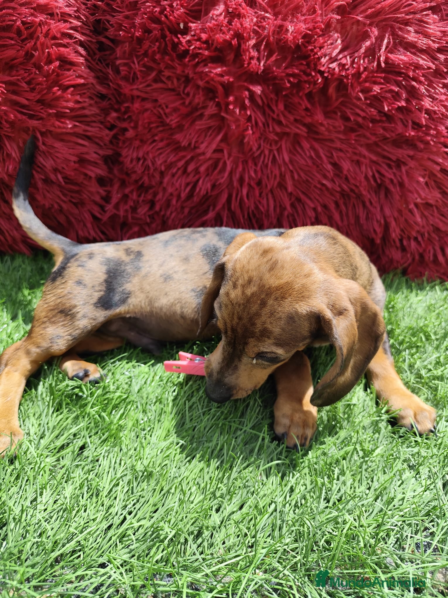 Teckel Miniatura perros en venta: Teckel Miniatura merle en Alicante - Anuncio 16