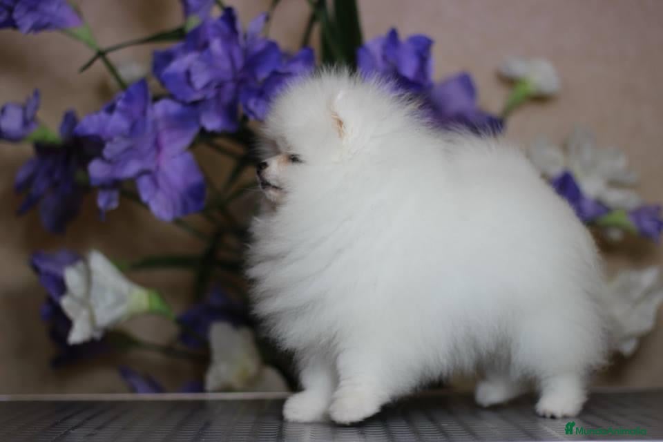 Pomerania perros PELUCHITOS LISTOS PARA ENTREGAR !!!!!!!!!!! en Badajoz - Anuncio 10