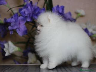 Pomerania perros PELUCHITOS LISTOS PARA ENTREGAR !!!!!!!!!!! en Badajoz - Anuncio 11