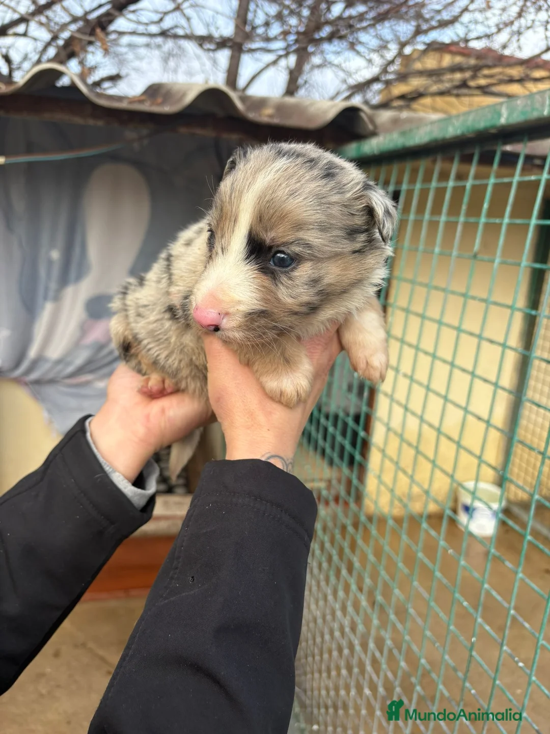 Border Collie perros en venta: Cachorro Macho Border Collie merle - Anuncio 1