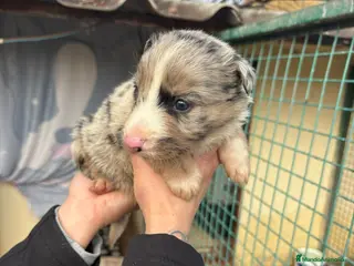 Border Collie perros Cachorro Macho Border Collie merle - Anuncio 12