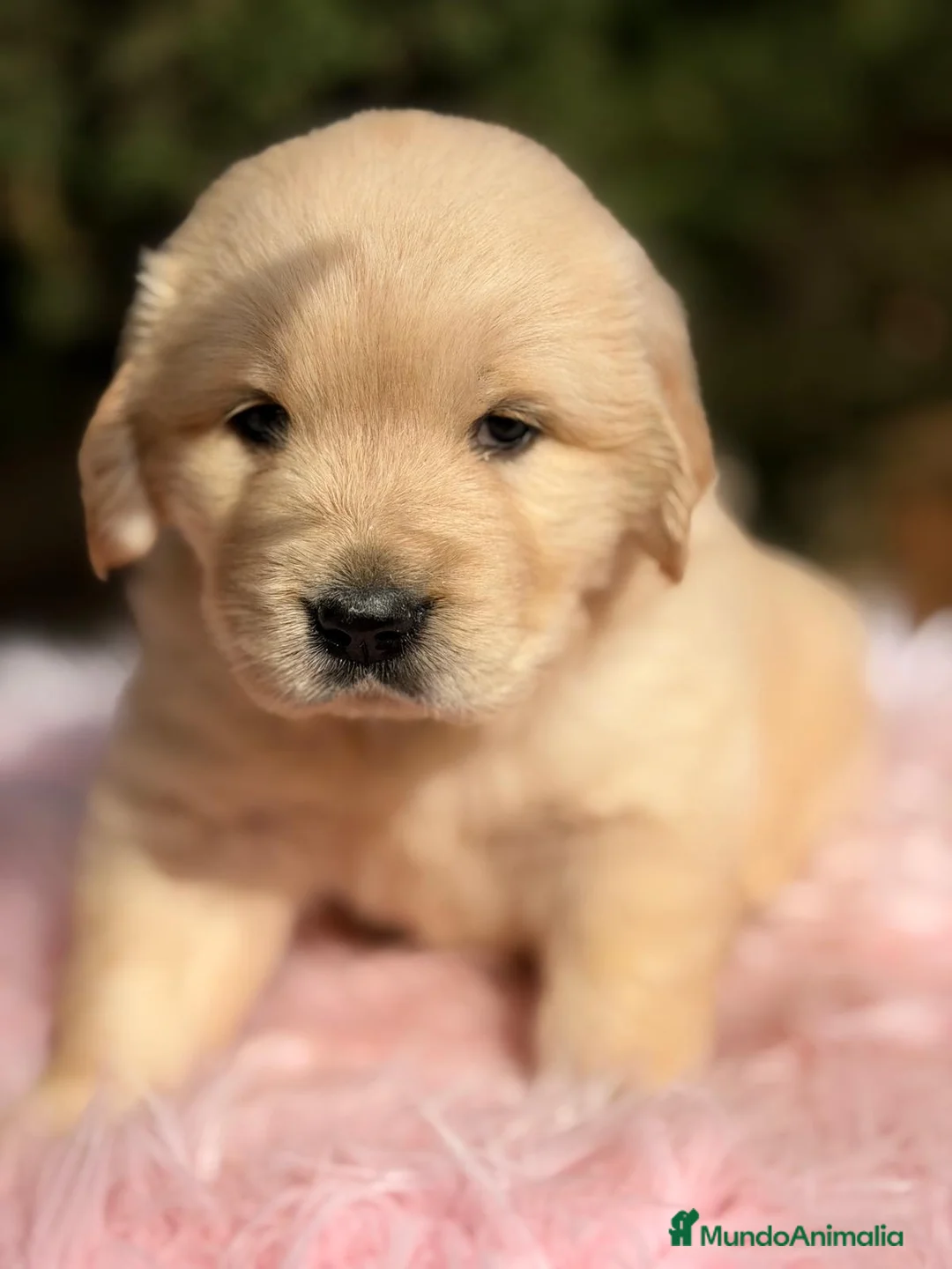 Golden Retriever perros en venta: GOLDEN RETRIEVER  - Anuncio 3