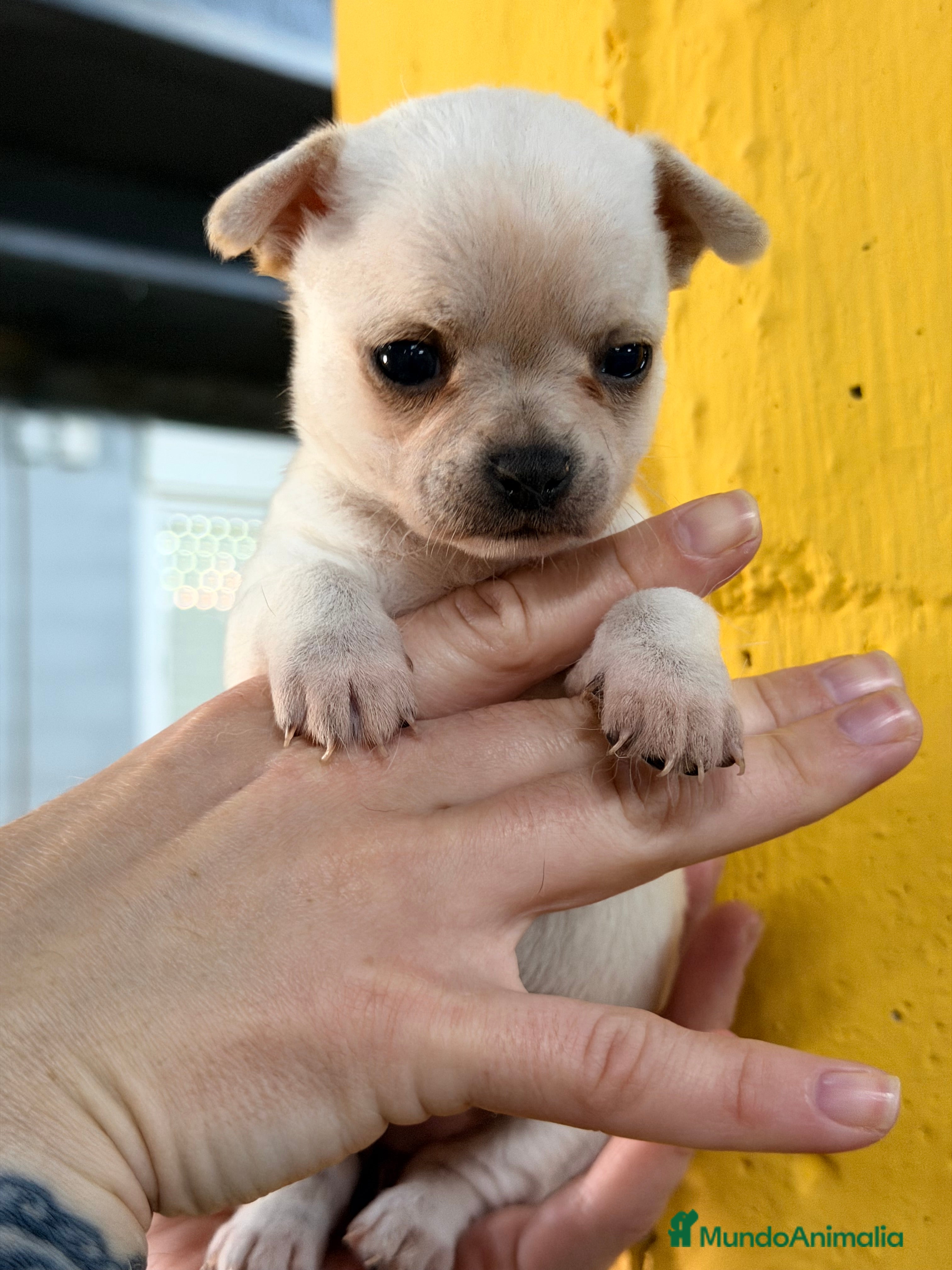 Chihuahua perros Chihuahua mini blanca  - Anuncio 1