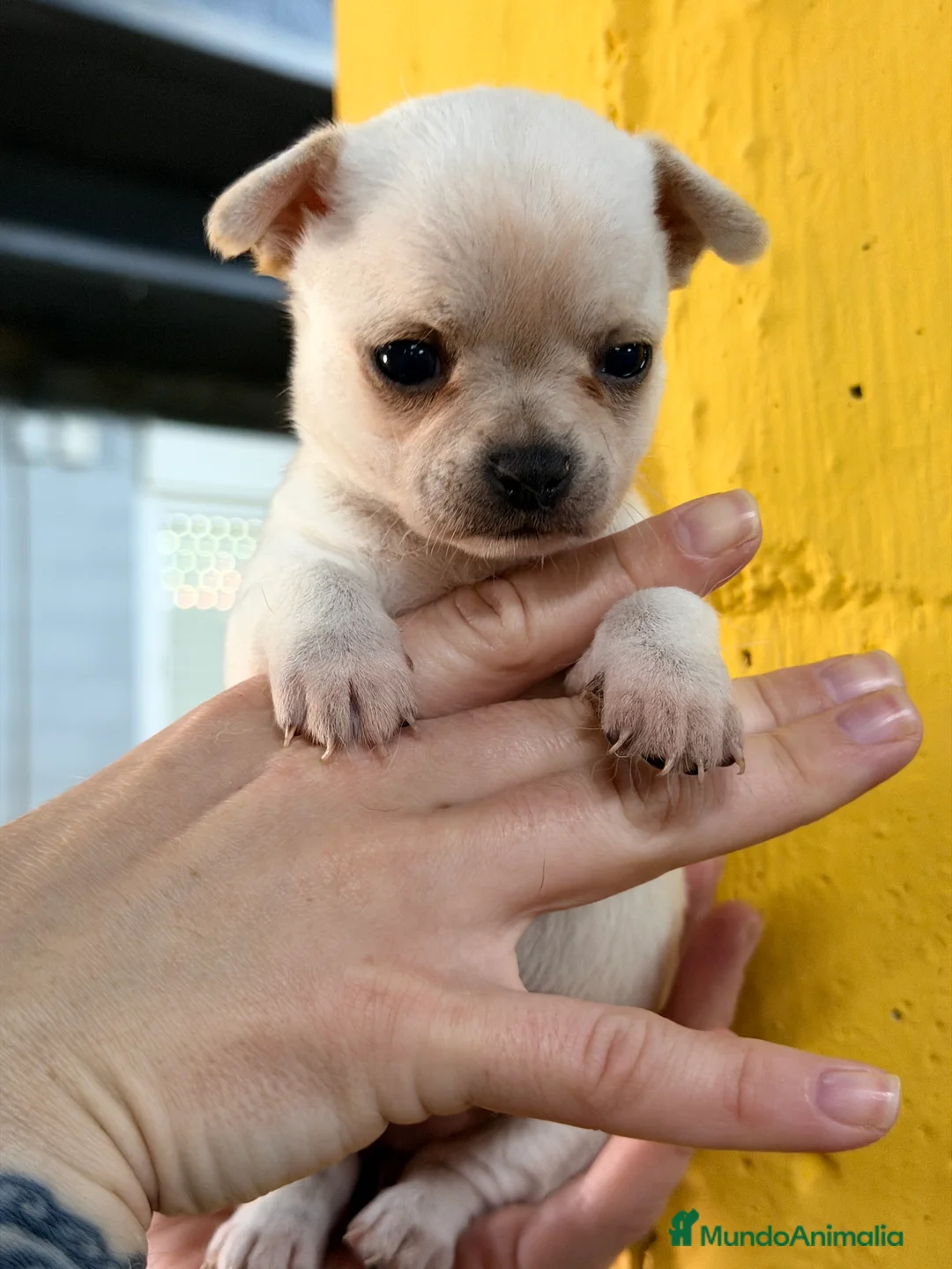 Chihuahua perros en venta: Chihuahua mini blanca  - Anuncio 1