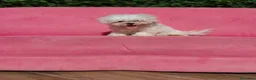 Bichón Maltés perros en venta: Bichon e - Anuncio 4